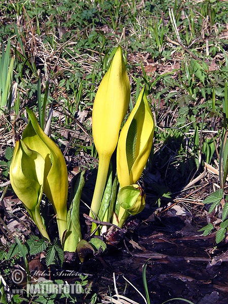 Lysichiton americanus