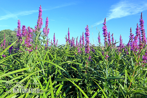 Lythrum salicaria