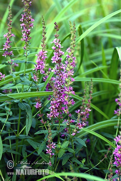 Lythrum salicaria