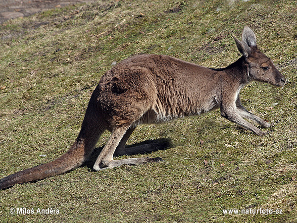 Macropus fuliginosus