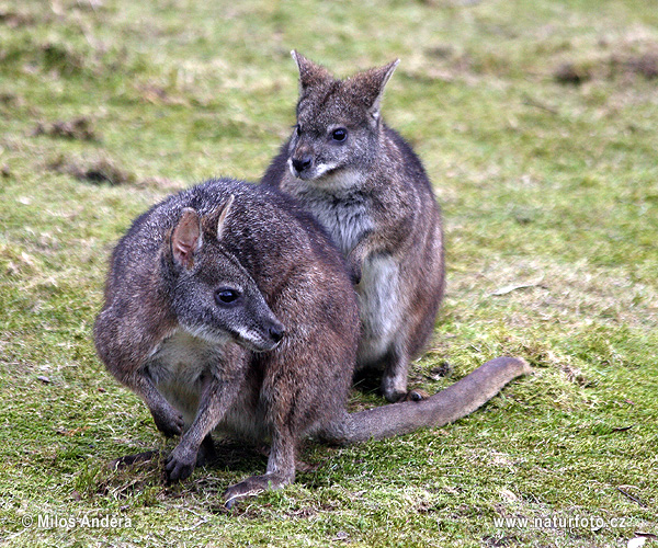 Macropus parma