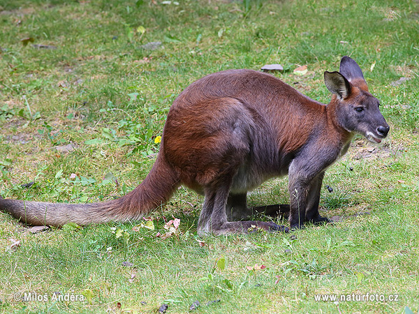 Macropus robustus