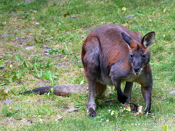 Macropus robustus