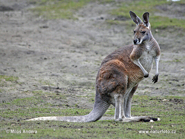 Macropus rufus