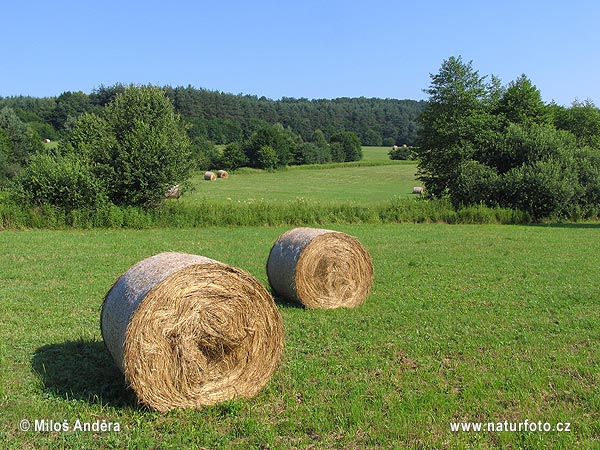 Madžarska