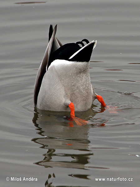 Mallard, Wild Duck (Anas platyrhynchos)