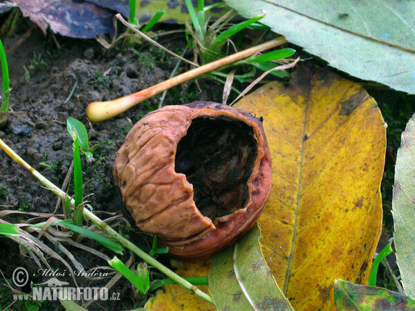 Mallerenga carbonera