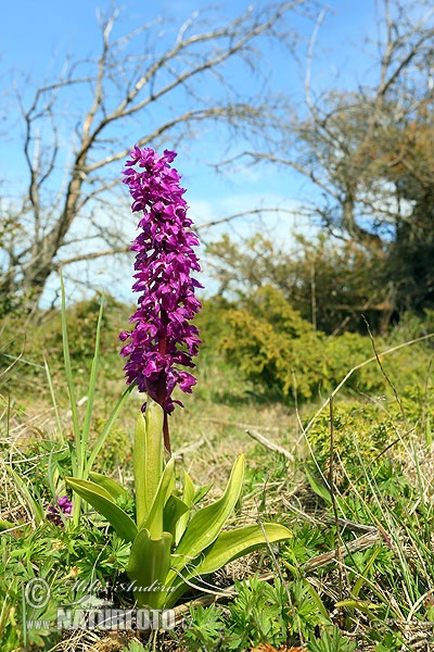 Mannetjesorchis