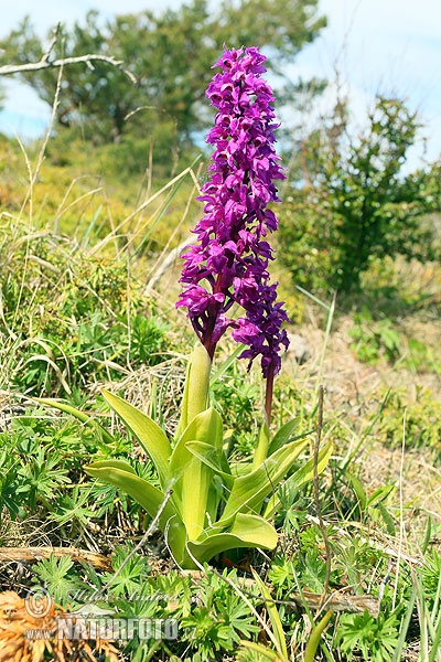 Mannetjesorchis