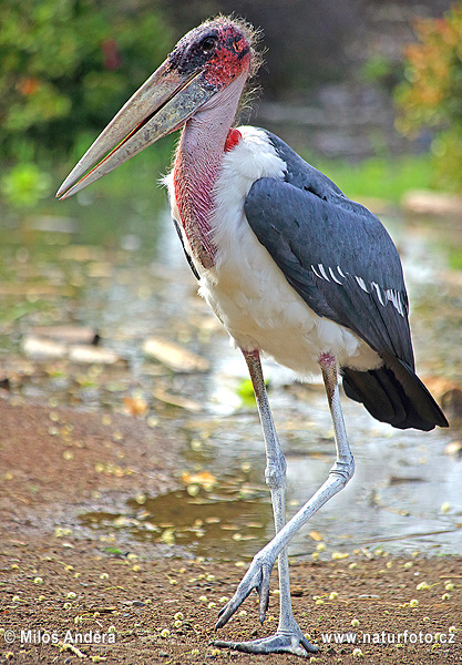 Marabú africà