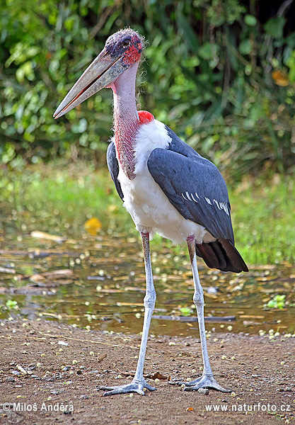 Marabú africà