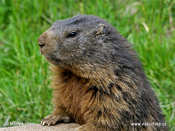 Marmota alpina