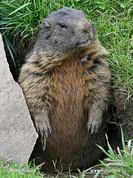 Marmotta delle Alpi