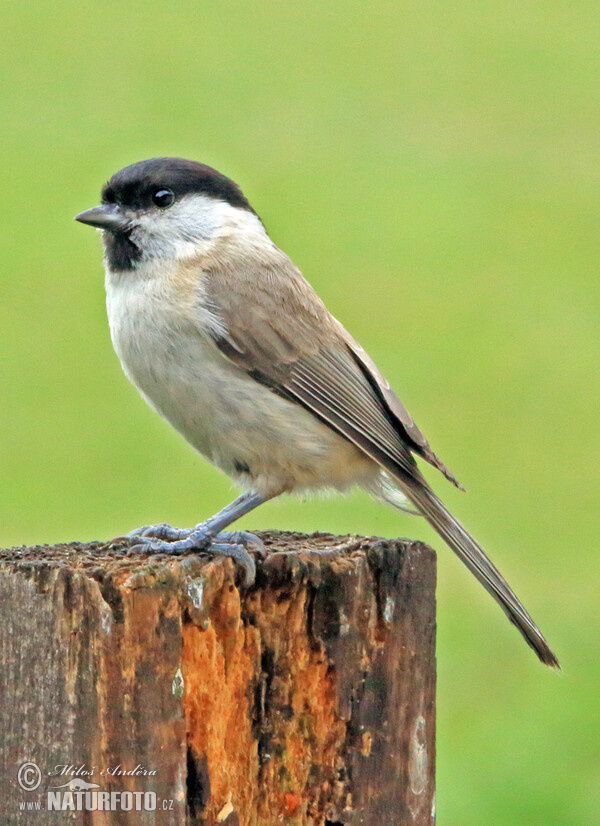 Marsh tit (Parus palustris)