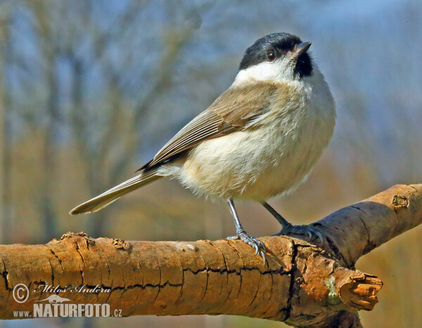 Marsh tit (Parus palustris)