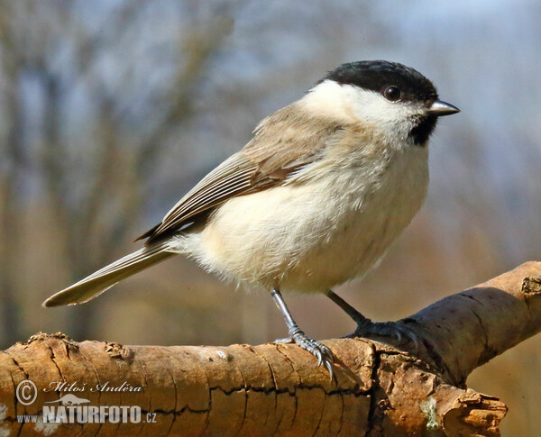 Marsh tit (Parus palustris)