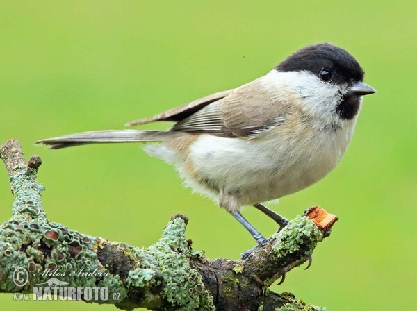 Marsh tit (Parus palustris)