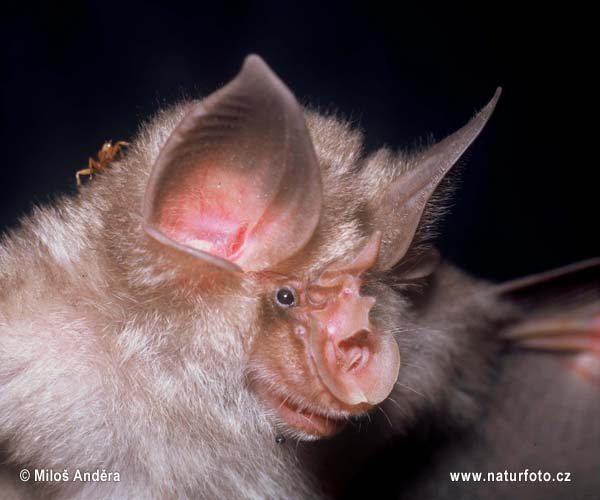 Mediterranean Horseshoe Bat (Rhinolophus euryale)