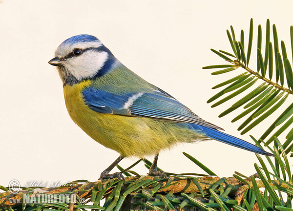 Mésange bleue