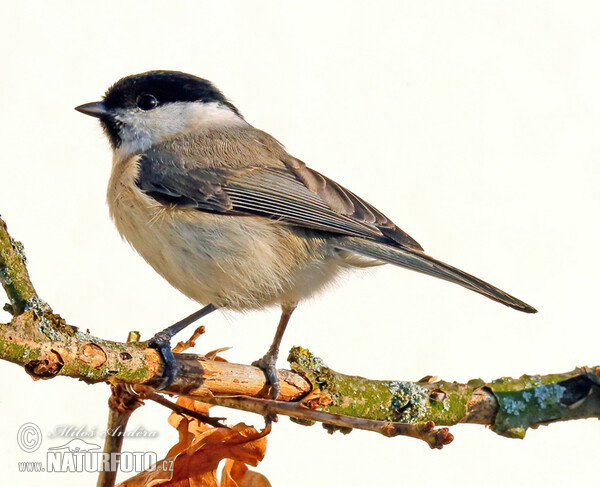 Mésange nonnette