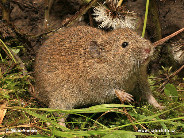 Microtus arvalis