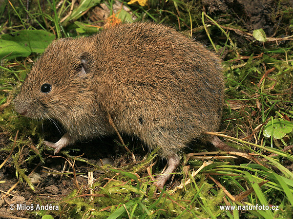 Microtus arvalis