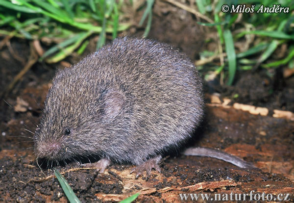 Microtus subterraneus