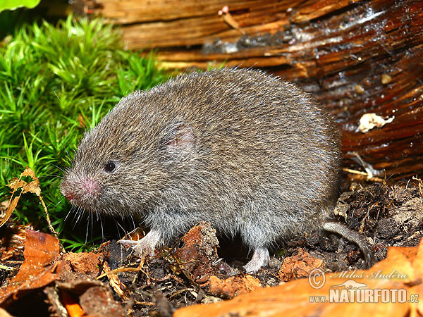 Microtus subterraneus