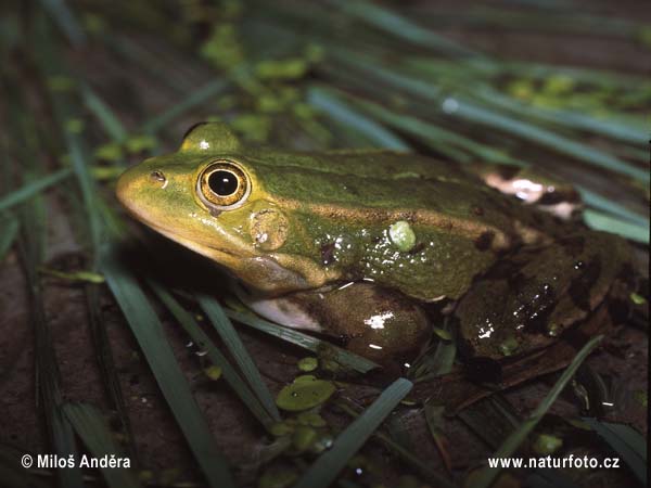 Middelste groene kikker