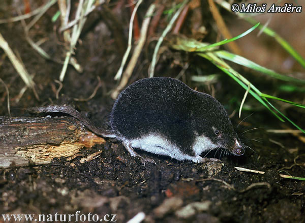 Millers waterspitsmuis