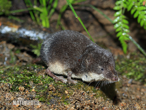 Millers waterspitsmuis