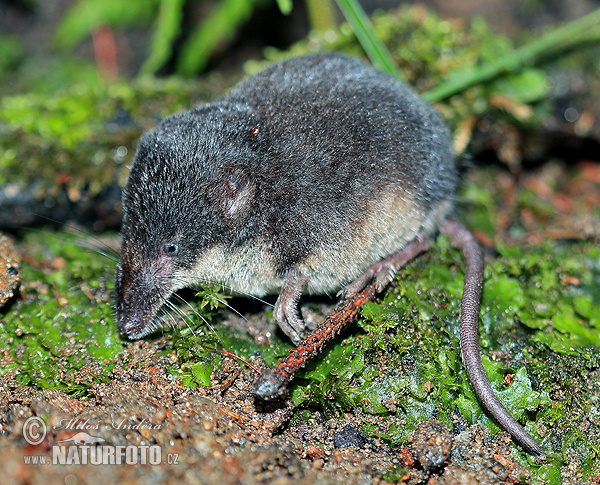 Millers waterspitsmuis