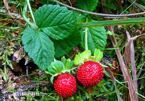 Mock strawberry,Indian-strawberry, False strawberry (Duchesnea indica)