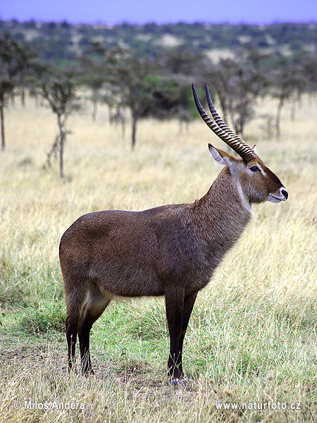 Močvarna antilopa