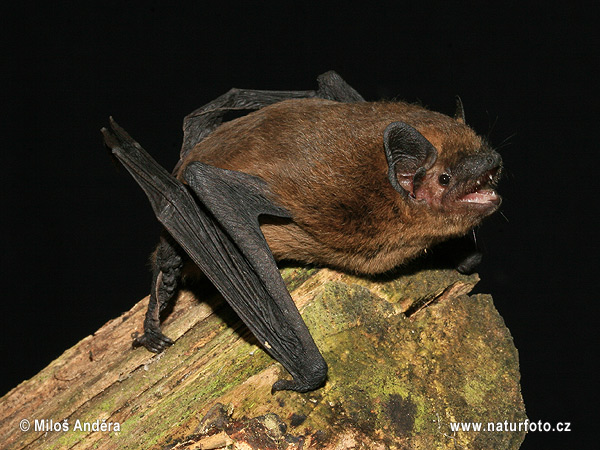Morcego-anão