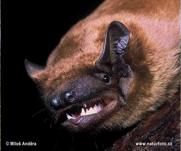 Morcego-arborícola-grande