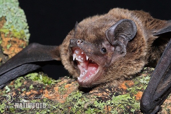 Morcego-arborícola-pequeno