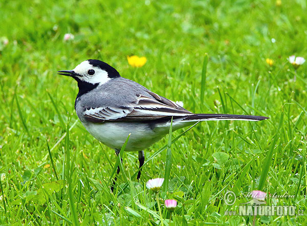 Motacilla alba