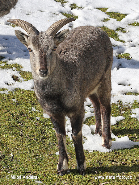 Mouton bleu