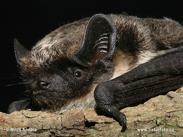 Murciélago bicolor