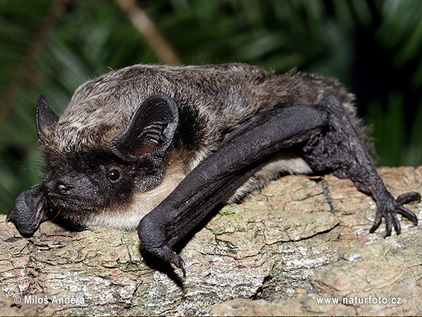 Murciélago bicolor