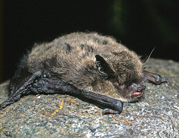 Murciélago bigotudo