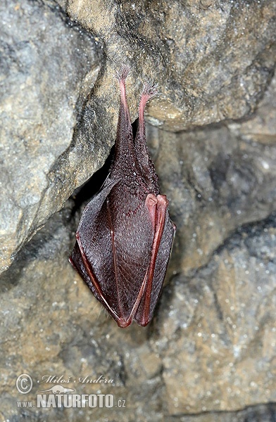 Murciélago pequeño de herradura