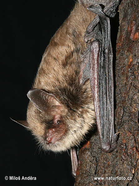 Murciélago ratonero bigotudo pequeño