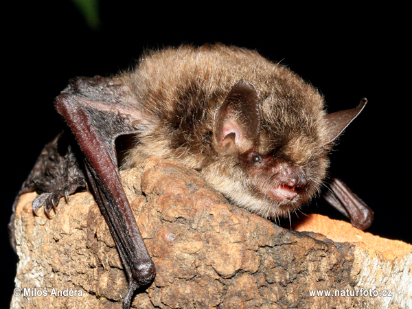 Murciélago ratonero bigotudo pequeño