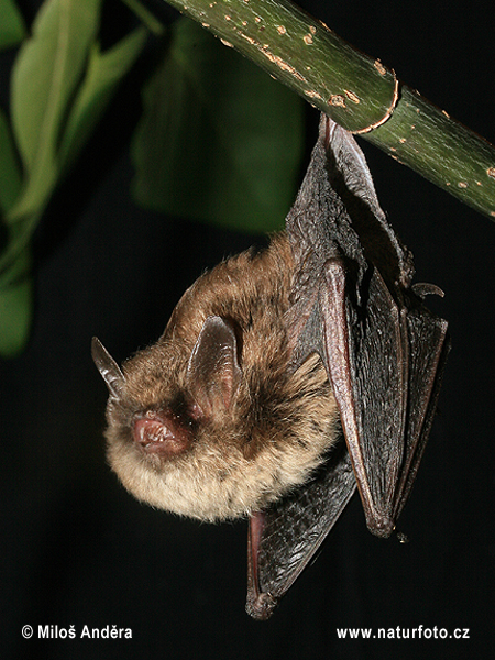 Murciélago ratonero bigotudo pequeño