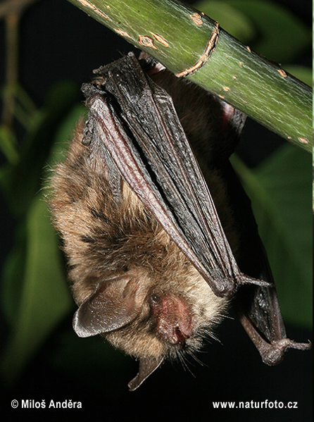 Murciélago ratonero bigotudo pequeño