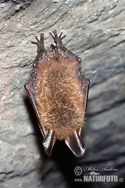 Murciélago ratonero forestal