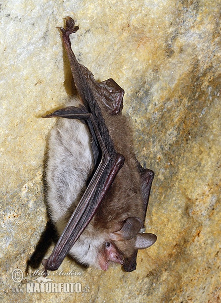 Murciélago ratonero gris