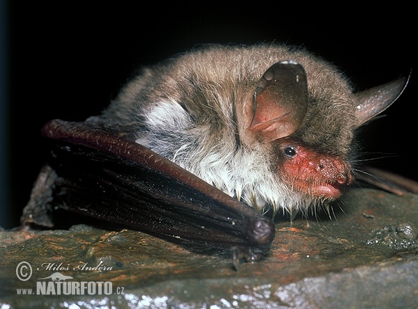 Murciélago ratonero gris